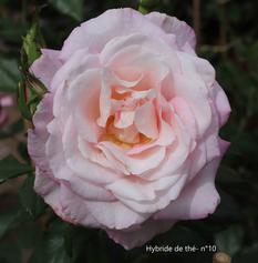 1 Concours roses - JEAN CARLES® EVEpiweet - EVE - RATEAU N°10
