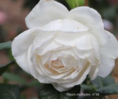 2 Concours roses - MADAME® EVEvilady - EVE - RATEAU N°36