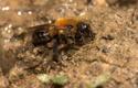 Abeille_Osmia_sp_f_Marguareis - Osmia_sp_f_Marguareis © Matthieu Aubert Abeille_Osmia_sp_f_Marguareis - Osmia_sp_f_Marguareis © Matthieu Aubert