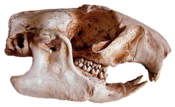 Marmotte - Paleolithic Marmot skull, discovered in the Saint-Martin Cave. Museum of Prehistoric Anthropology.