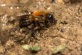 Abeille_Osmia_sp_f_Marguareis - Osmia_sp_f_Marguareis © Matthieu Aubert