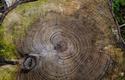 Déforestation Déforestation