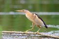Oiseau migrateur - ©Shutterstock